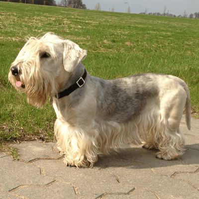 Brown Cesky Terrier with grey marking 