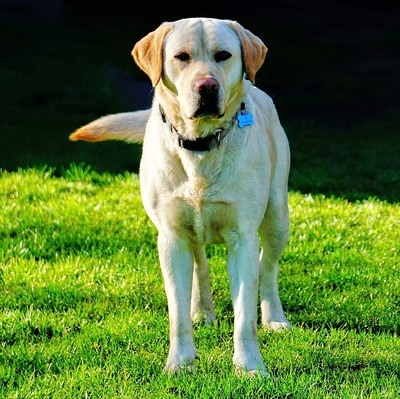 Labrador Retriever