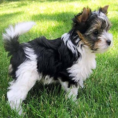 Tricolor Biewer Terrier