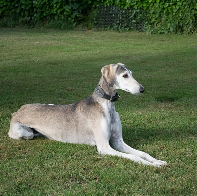 Grey and White Saluki