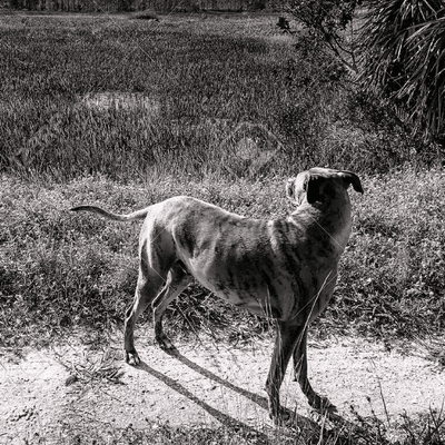 Catahoula History