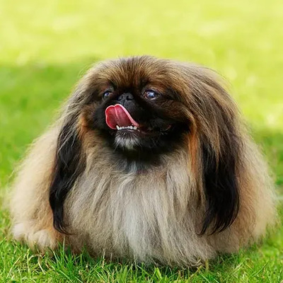 Pekingese 