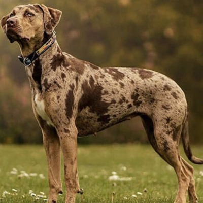 Brindle American Leopard Hound