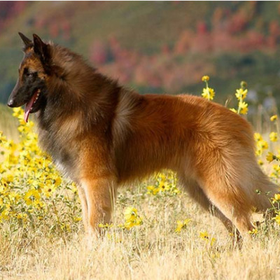 Belgian Tervuren