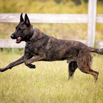 Brindle Dutch Shepherd