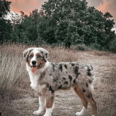 Blue Merle Australian Shepherd