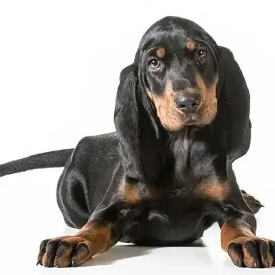 Black and Tan Coonhound