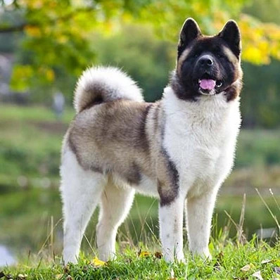 Brown and White Akita