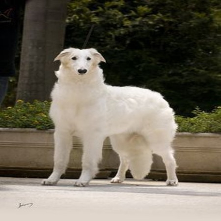 Borzoi Dog