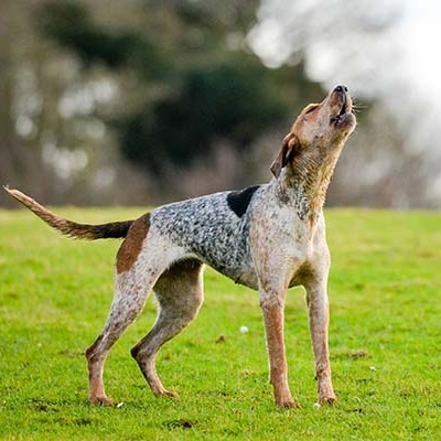 American English Coonhound