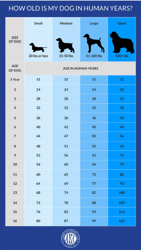 chart displaying the ages of dogs in human years