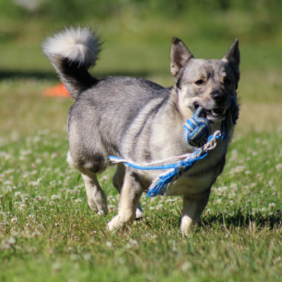 Sable Swedish Vallhund