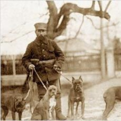 Boxers in military work