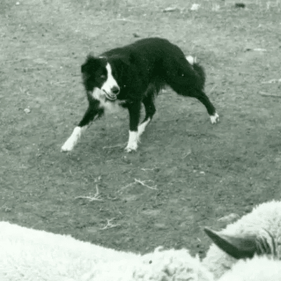 Border Collie History