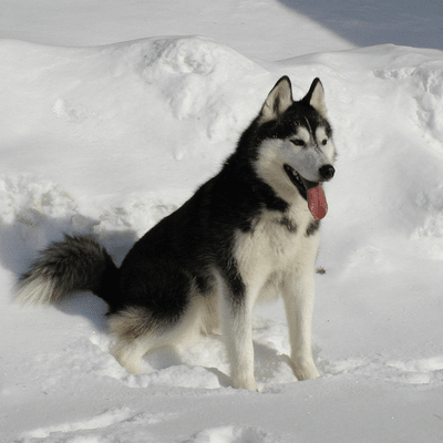 Black and White Siberian Husky