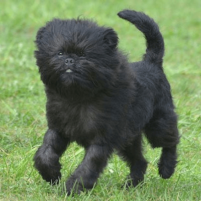 Affenpinscher