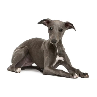 Black Whippet