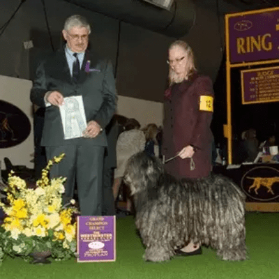  Westminster Kennel Club Show in 2017