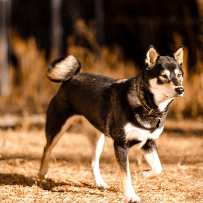 Black and White Shiba Inu