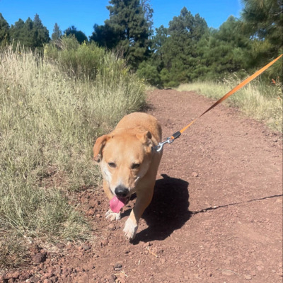 Brown Corgidor