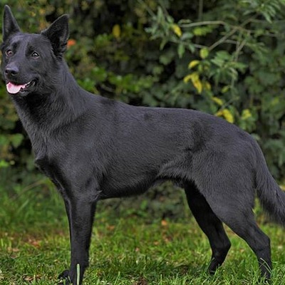 Black Australian Kelpie