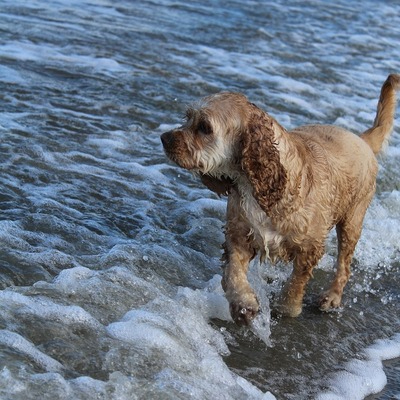 Liver Brown American Water Spaniel