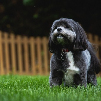 Black Shih Tzu