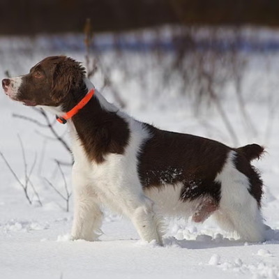 White and Liver Brittany