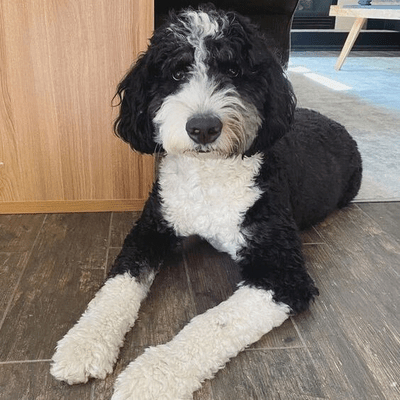 Black and White Bernedoodle