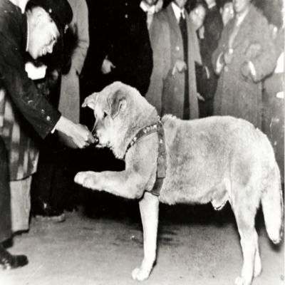 Hachiko