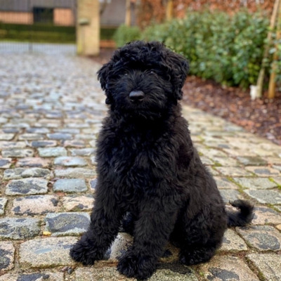 Black Bouvier des Flandres