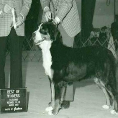 Bernese Mountain Dog History