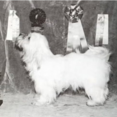 Coton de Tulear, first Westminster winner of the breed