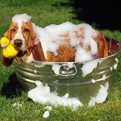 Basset Hound grooming