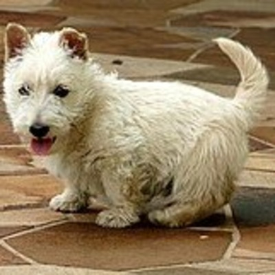 Wheaten Scottish Terrier