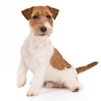 Jack Russell Terrier 