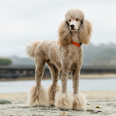 Poodle breed