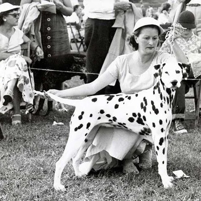 Dalmatian History