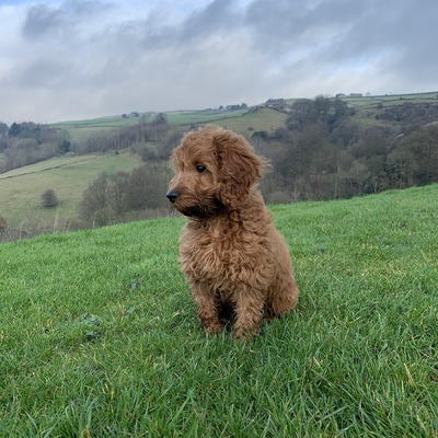 Red Cockapoo