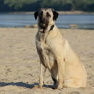 Brindle Anatolian Shepherd