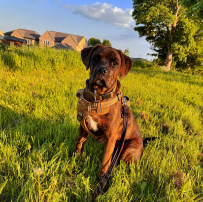 Brindle Boxweiler