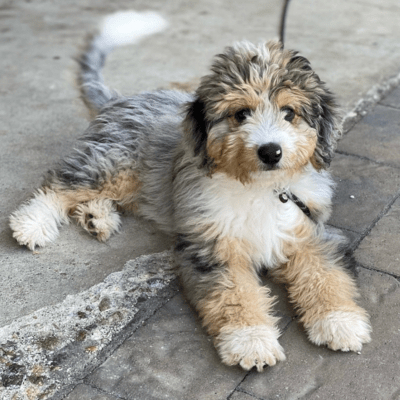 Blue Merle Aussiedoodle