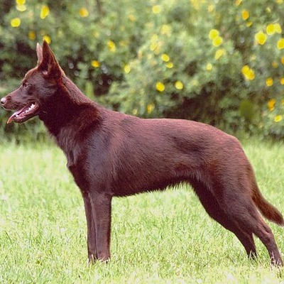 Chocolate Australian Kelpie