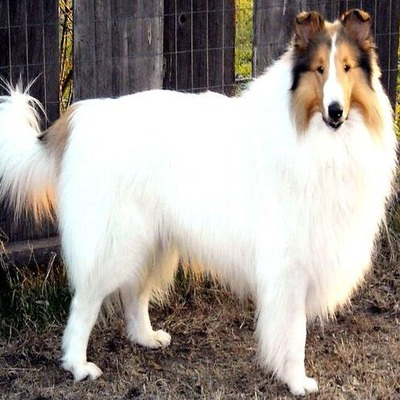 White Collie