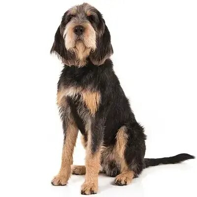 Otterhound