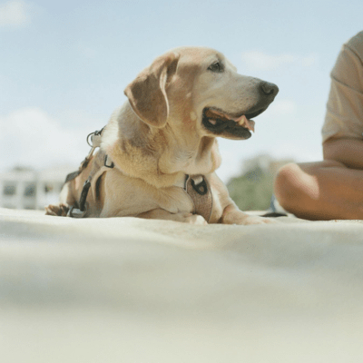 Golden Basset Retriever