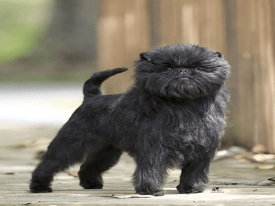 Black Affenpinscher