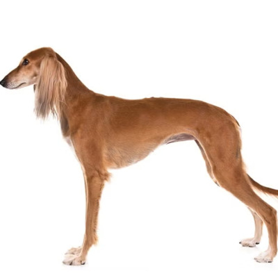 Golden Saluki