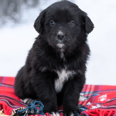 Black Australian Retriever