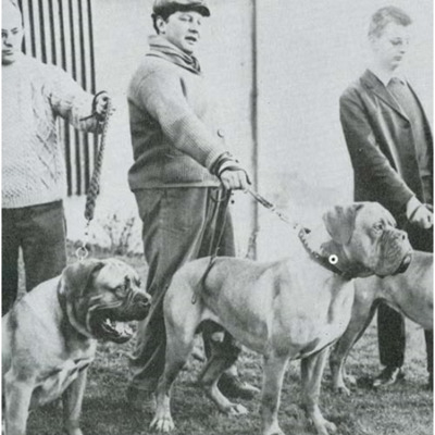 Dogue de Bordeaux History